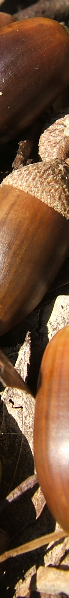 どんぐり どんぐり