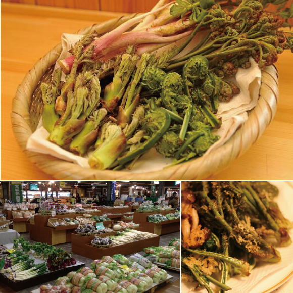 ピックアップ山菜