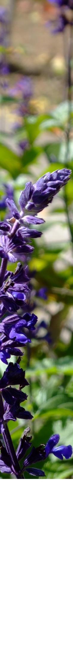 BlueSalvia