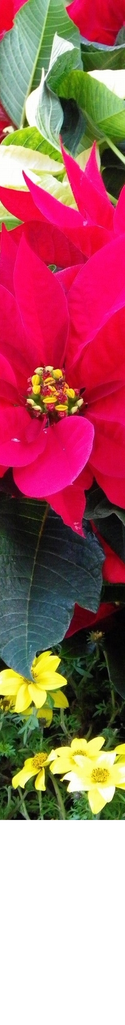 poinsetia
