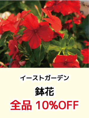 イーストガーデン_鉢花