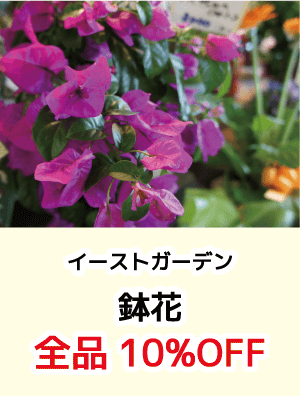 イーストガーデン_鉢花