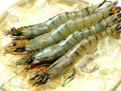 特大えび_サイキシー