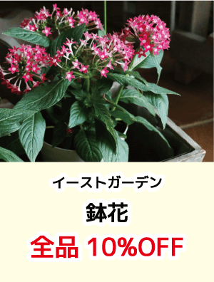 イーストガーデン鉢花