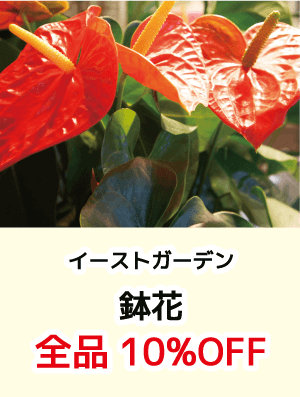 イーストガーデン_鉢花