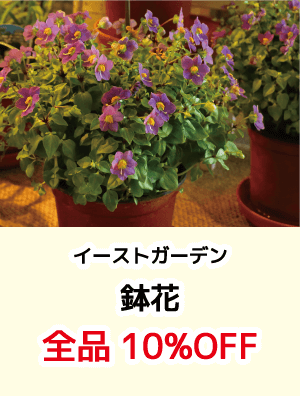 イーストガーデン_鉢花