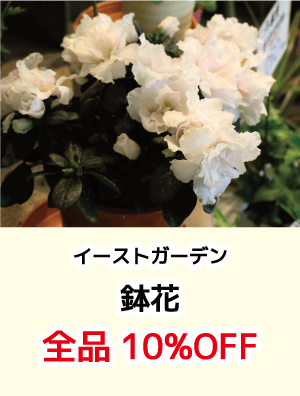 イーストガーデン_鉢花