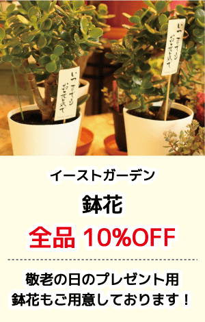 イーストガーデン_鉢花