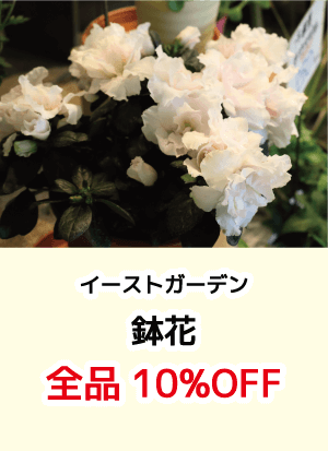 イーストガーデン_鉢花