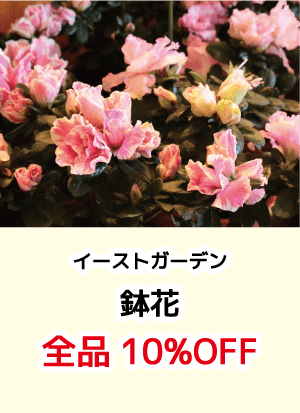 イーストガーデン_鉢花