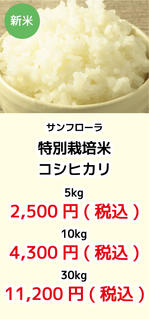 サンフローラ_コシヒカリ