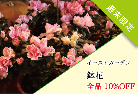 イーストガーデン_鉢花セール