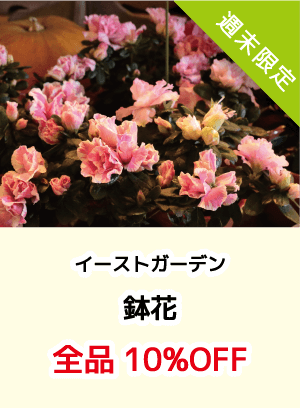 イーストガーデン_鉢花全品10%OFF
