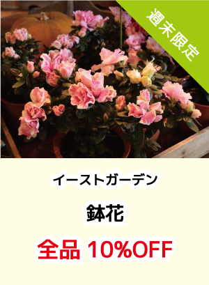 イーストガーデン_鉢花セール