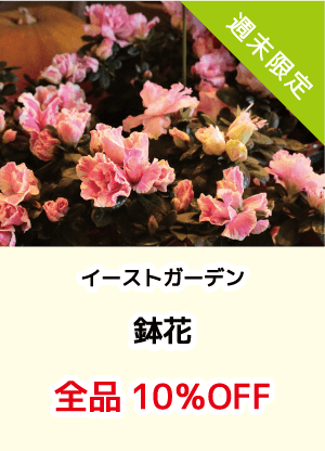 イーストガーデン_鉢花10%OFF