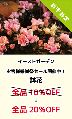 イーストガーデン_お客様感謝祭セール開催中！_鉢花_全品20%OFF