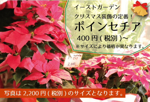 イーストガーデン_ポインセチア