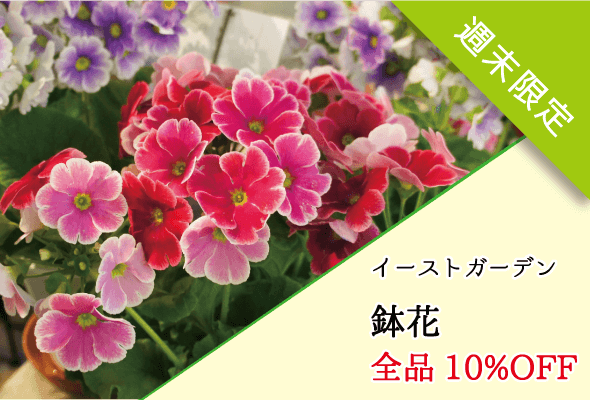 イーストガーデン_鉢花セール