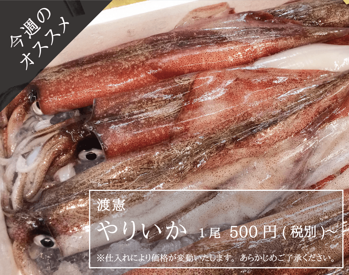 今週のオススメ 渡憲 やりいか 1尾500円〜
