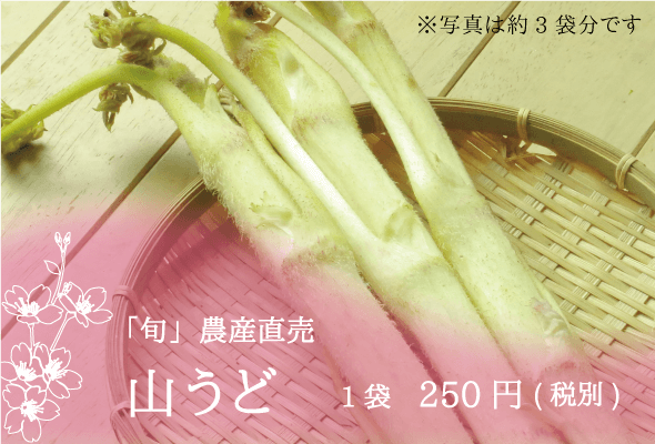「旬」農産直売 山うど 1袋250円(税別)