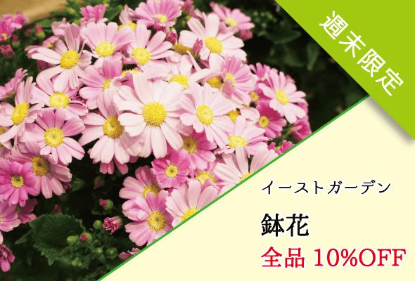 イーストガーデン 鉢花セール