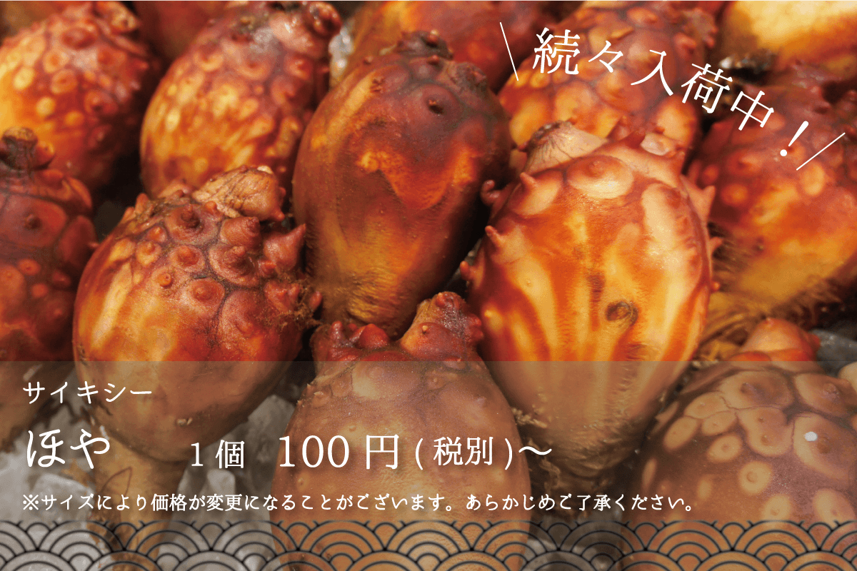 サイキシー 続々入荷中！ほや 1個100円〜 ※サイズにより価格が変更になることがございます。あらかじめご了承ください。