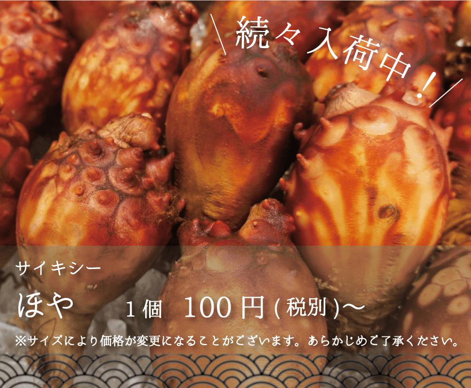サイキシー 続々入荷中！ほや 1個100円〜 ※サイズにより価格が変更になることがございます。あらかじめご了承ください。_sp