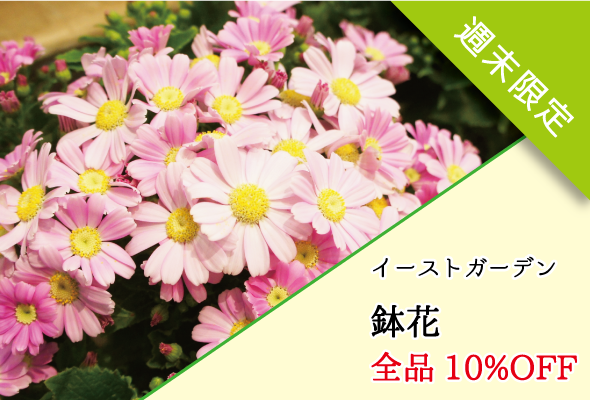 イーストガーデン 鉢花セール