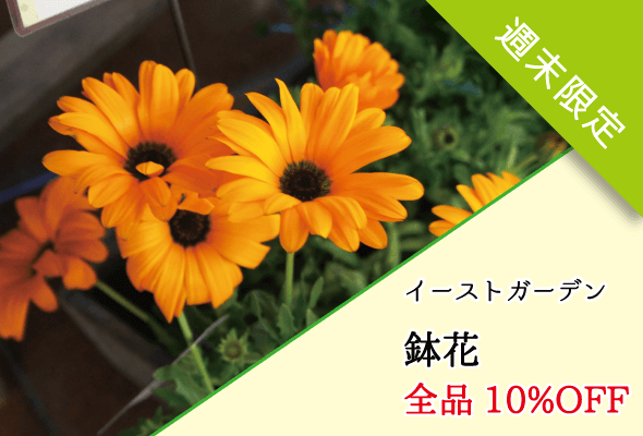 イーストガーデン 鉢花セール