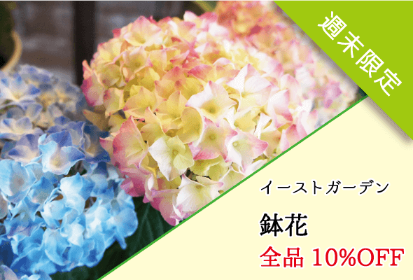 イーストガーデン 鉢花セール