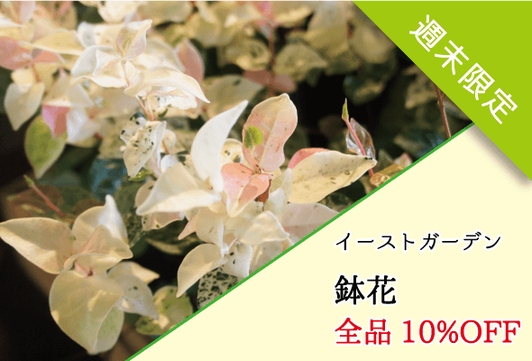 イーストガーデン 鉢花セール