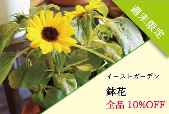 イーストガーデン 鉢花全品10%OFF