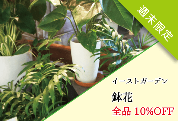 イーストガーデン 鉢花全品10%OFF