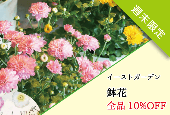 イーストガーデン 週末限定鉢花全品10%OFF