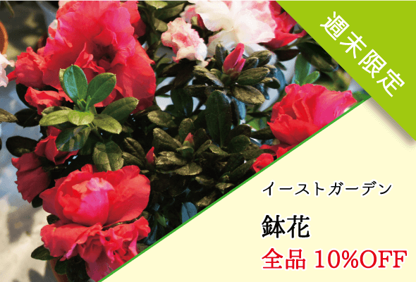 イーストガーデン 週末限定鉢花全品10%OFF