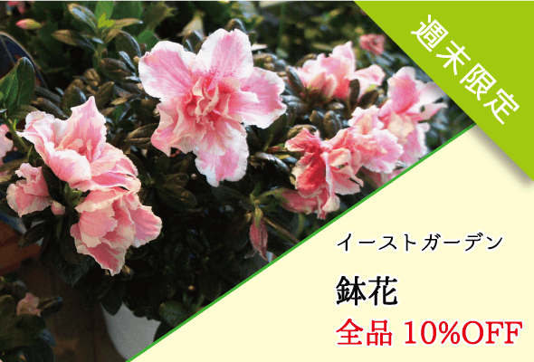 イーストガーデン 週末限定鉢花全品10%OFF