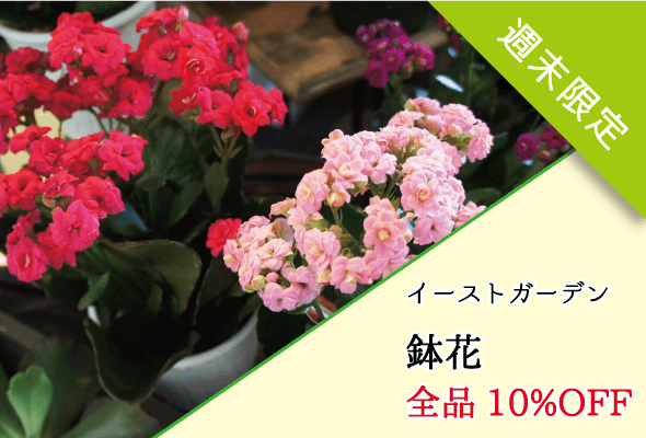 イーストガーデン 週末限定鉢花全品10%OFF