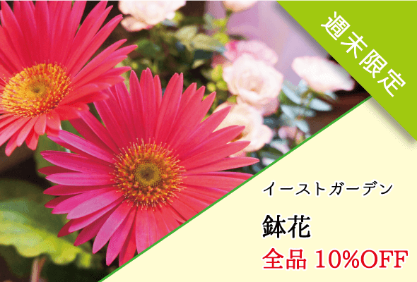 イーストガーデン 週末限定鉢花全品10%OFF