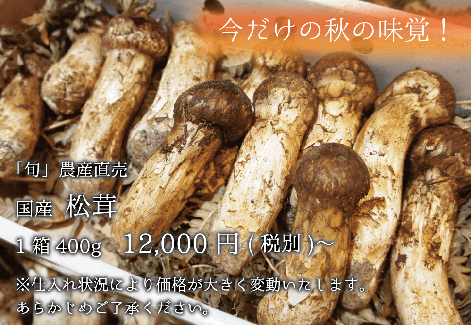 国産 松茸 1箱400g 12000円〜