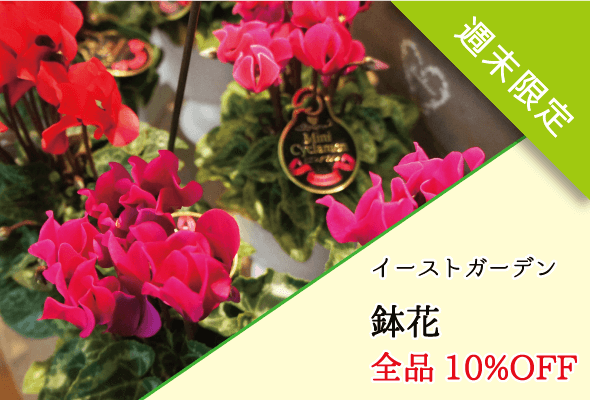 イーストガーデン 週末限定鉢花全品10%OFF