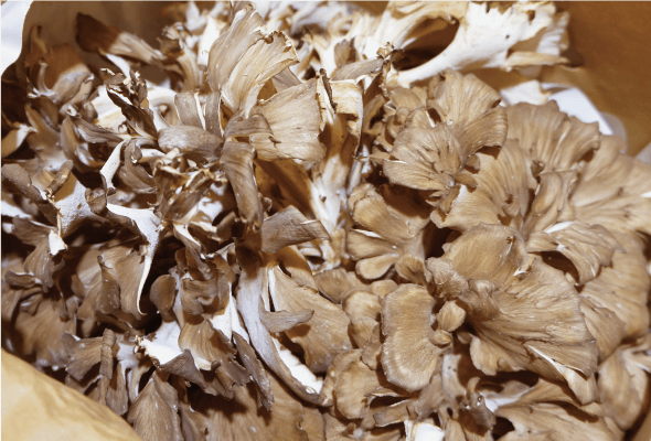 原木栽培まいたけ