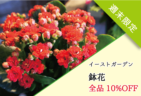 イーストガーデン 週末限定鉢花全品10%OFF