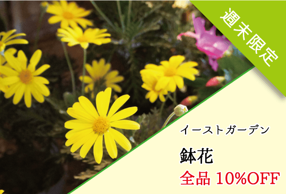 イーストガーデン 週末限定鉢花全品10%OFF
