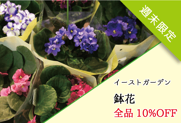 イーストガーデン 週末限定鉢花全品10%OFF