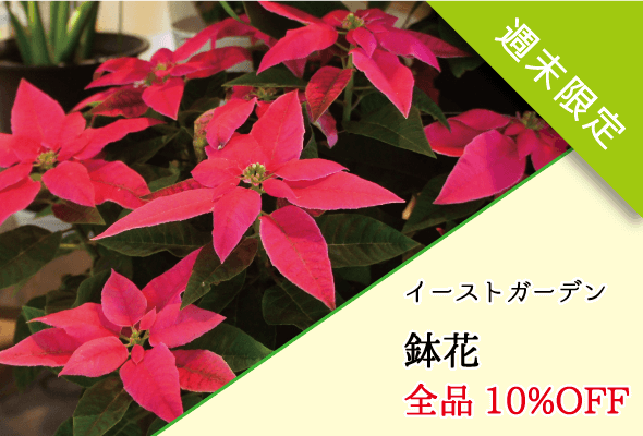 イーストガーデン 週末限定鉢花全品10%OFF