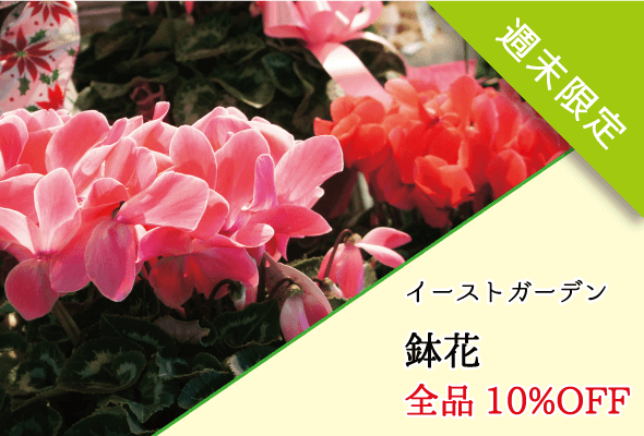 イーストガーデン 週末限定鉢花全品10%OFF