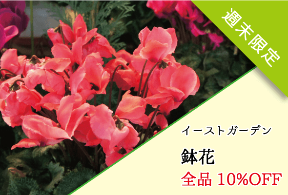 イーストガーデン 週末限定鉢花全品10%OFF