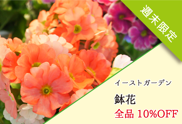 イーストガーデン 週末限定鉢花全品10%OFF