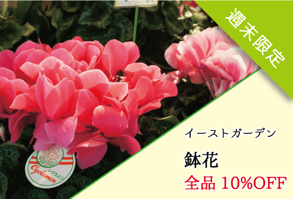 イーストガーデン 週末限定鉢花全品10%OFF