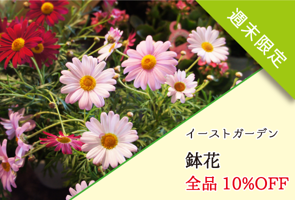 イーストガーデン 週末限定鉢花全品10%OFF
